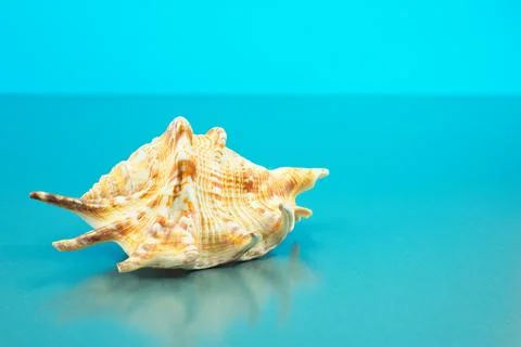 One Spider Shell Blue Copy Space Stock Photos