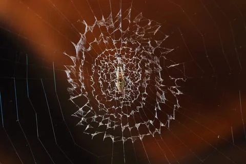 One spider on web for pattern Foto stock