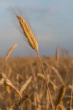 One spike rye on background field with blue sky Stock Photos