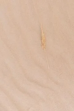 One spikelet on a sandy background Stock Photos