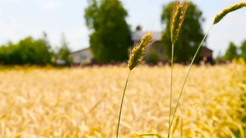 One spikelet of wheat in the field. Stirring in the wind in slow motion Stock Footage 86021601
