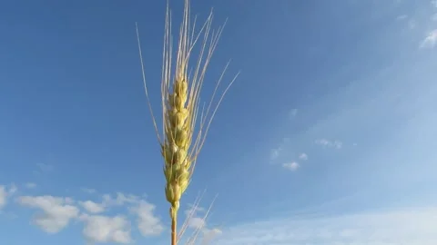One spikelet in the wind blue sky Stock Footage 133962908