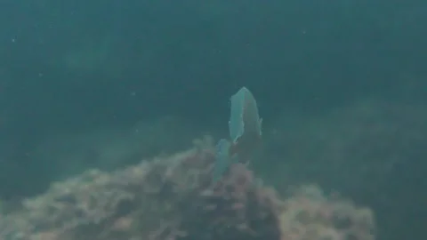 One Spinefoot Fish Close Up Underwater Stock Footage 145911722
