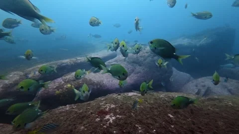 One Spot Puller schooling fish  Vídeos de archivo 331621362