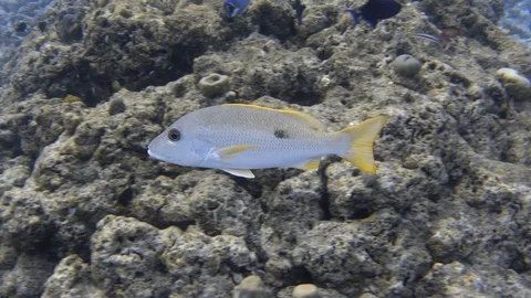 One-spot snapper fish swimming near bleached coral reef. Maldives, 4K Stock Footage 128833188
