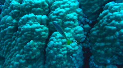 One-spot snapper Stock Footage 585978