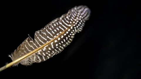 One spotted feather on a black background. Close-up. Stock Photos