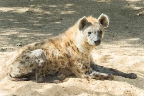 One Spotted hyaena staring at something Stock Photos