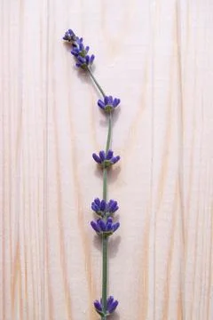 One sprig of lavender lying on a light wooden surface, vertical Stock Photos