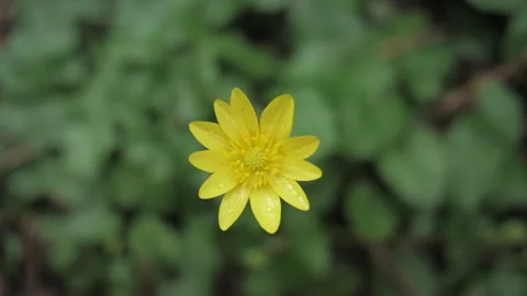 One spring yellow flower on a background of green grass. Close up Stock Footage 268748902