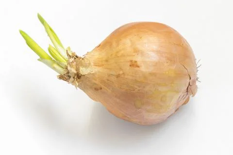 One sprouted onion Stock Photos