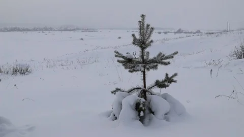 One spruce, a tree in the field, snow, winter Stock Footage 86220056