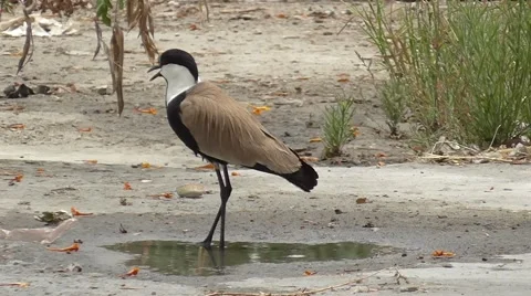 One spur-winged lapwing 스톡 동영상 40366421