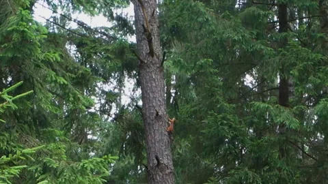 One squirrel runs along the tree trunk Stock Footage 86057033