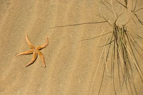 One starfish in the sand Stock Photos