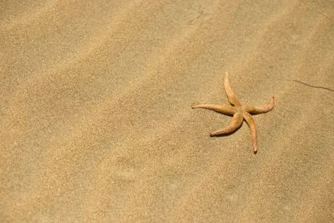 One starfish in the sand Stock Photos