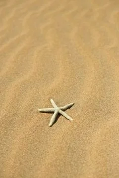 One starfish in the sand Stock Photos