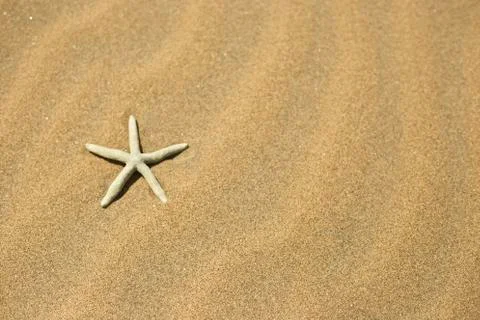 One starfish in the sand Stock Photos