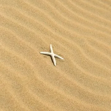One starfish in the sand Stock Photos