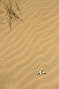 One starfish in the sand Stock Photos