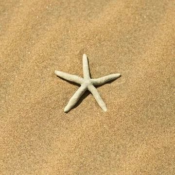 One starfish in the sand Stock Photos