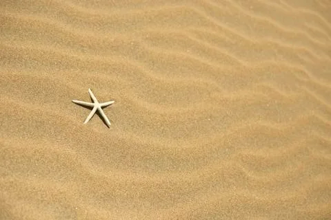 One starfish in the sand Stock Photos