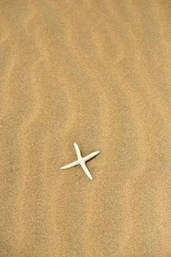 One starfish in the sand Stock Photos