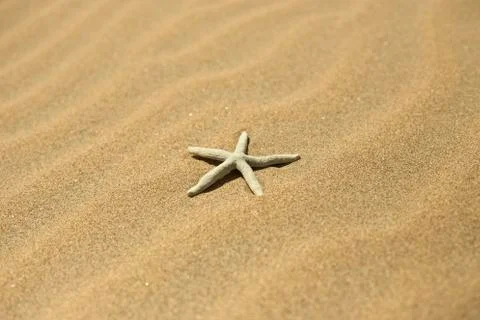One starfish in the sand Stock Photos