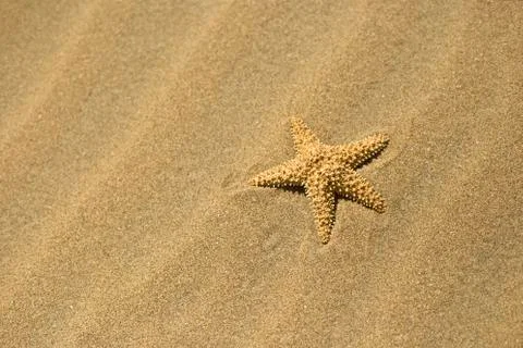 One starfish in the sand Stock Photos