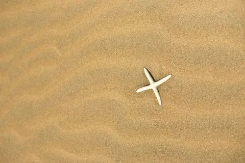 One starfish in the sand Stock Photos