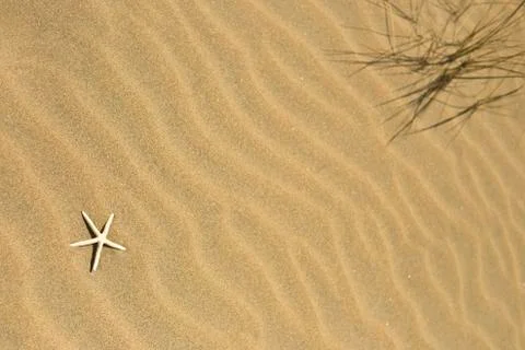 One starfish in the sand Stock Photos
