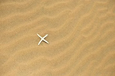 One starfish in the sand Stock Photos