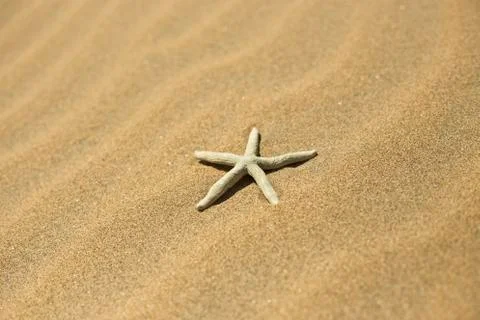 One starfish in the sand Stock Photos