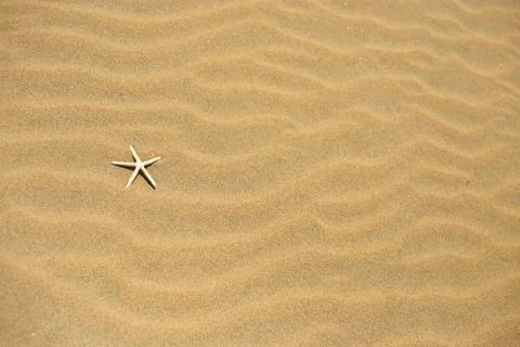 One starfish in the sand Stock Photos