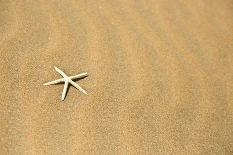 One starfish in the sand Stock Photos