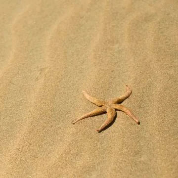 One starfish in the sand Stock Photos