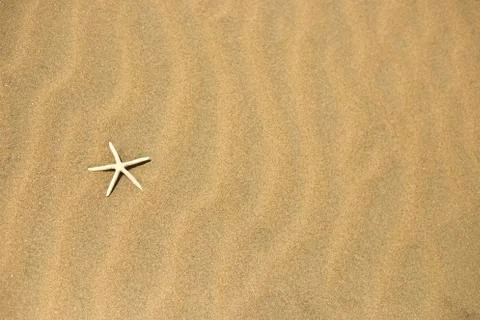 One starfish in the sand Stock Photos