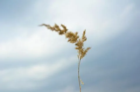 One stem of oat Foto stock
