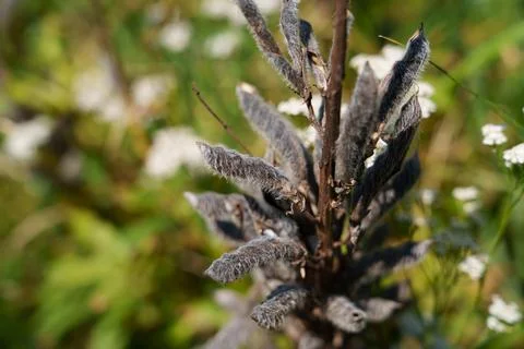 One stem with pods of Lupinus polyphyllus Fotos Stock