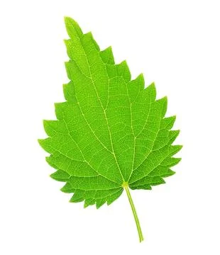 One stinging nettle leaf isolated on white Stock Photos