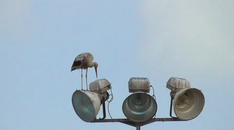 One stork standing on the lantern Stock Footage 42065323