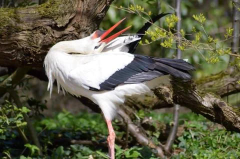 One storks in a wood Stock Photos