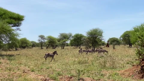 One striped black and white zebra runs up to the others 库存影片 170183015