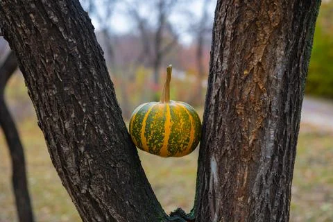 One striped pumpkin between tree trunks lies Stock Photos