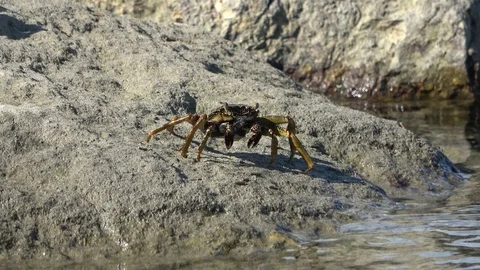One striped shore crab itching the legs on the stone near the water Stock Footage 124153372