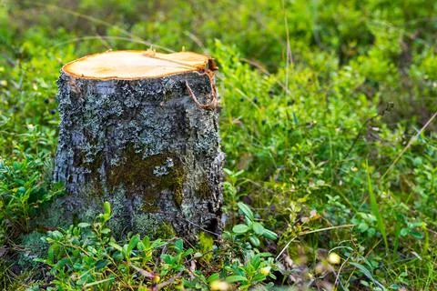 One stump in the foreground Stock Photos