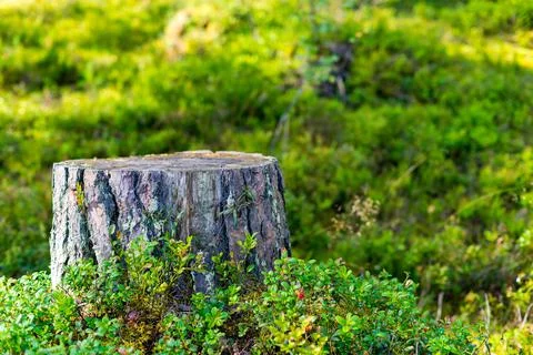 One stump in the foreground Stock Photos