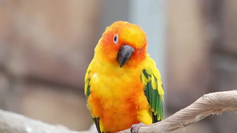 One Sun Conure Bird  on Tree Branch in Brazil ( Aratinga Solstitialis ) Stock Footage 223279202