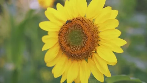 One sunflower close up Stock Footage 247334616