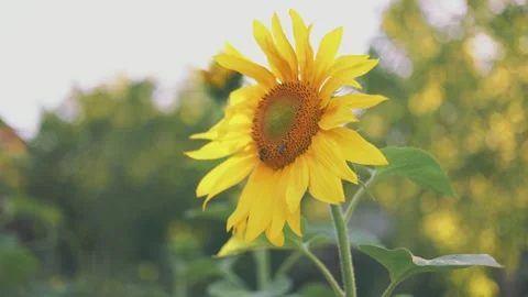 One sunflower close up Stock Footage 247878792